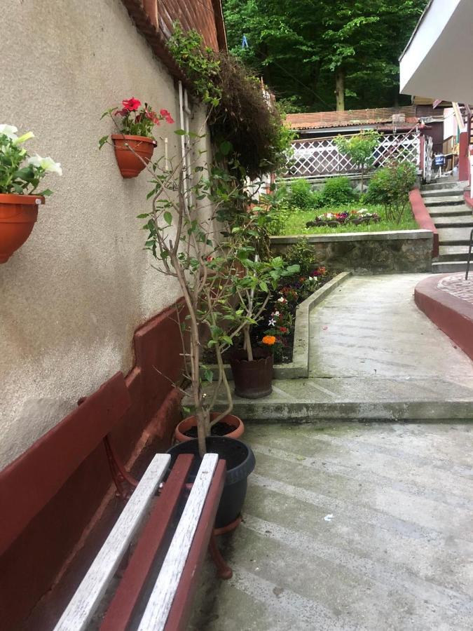 Vila Zeno Braşov Exterior foto